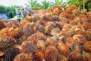 En qué productos encontramos aceite de palma