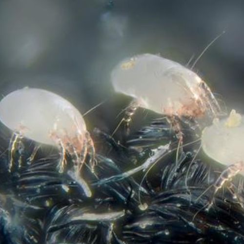 Diminutos insectos blancos que parecen polvo: los ácaros del polvo.