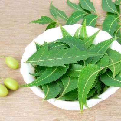 Hojas de Neem