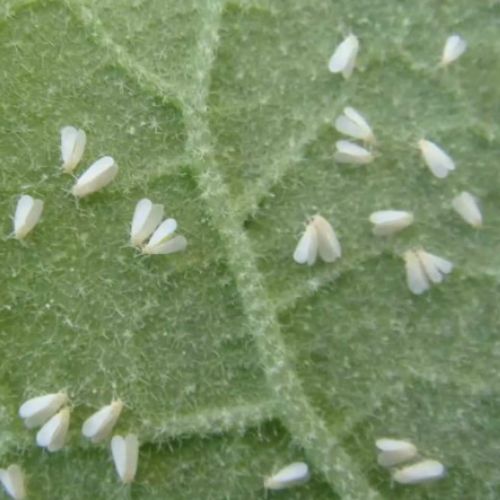 Pequeños insectos blancos que parecen polvo: la mosca blanca